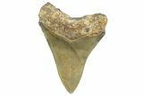 Serrated, Fossil Megalodon Tooth - North Carolina #343440-1